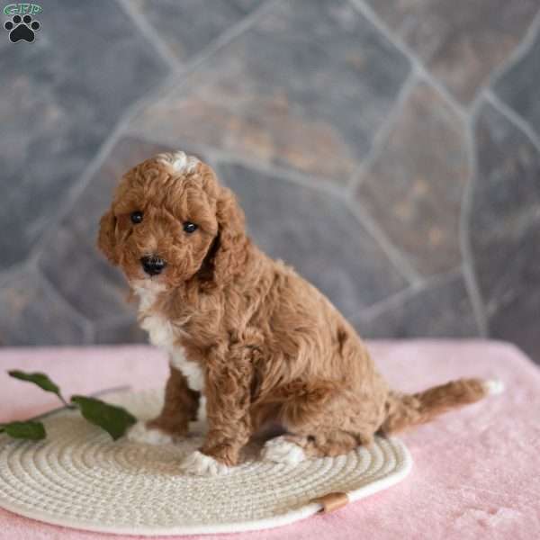 Willis, Miniature Poodle Puppy